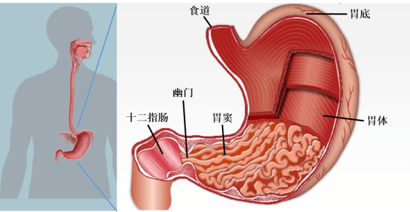 食道、胃及十二指肠的构造